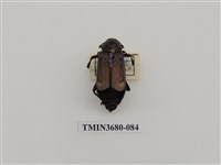 藏品(埋葬蟲)的圖片